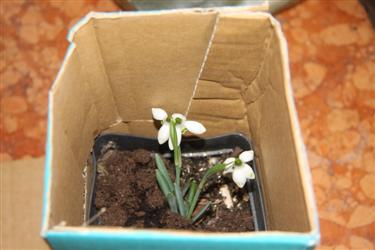 razstava zvončkov, Arboretum Kalmthout, galanthus nivalis, dnevi zvončkov, transport rastlin