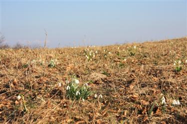 zvončki v aprilu, galanthus april, zvonček