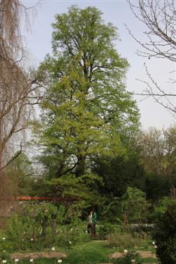 botanični vrt, univerza v ljubljani, aprilska podoba
