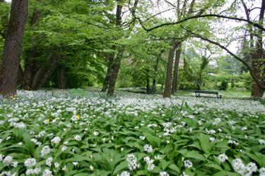 arboretum, arboretum botanični vrt, drevesni del