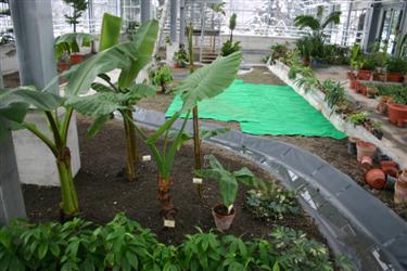 tropski rastlinjak, tropske rastline, tropski gozd, tropski deževni gozd, deževni gozd, rastlinjak