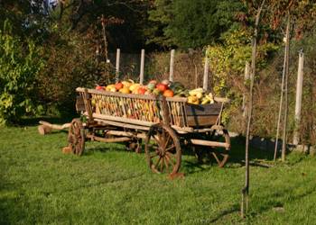 razstava buč, strahci, buče, voz buč 