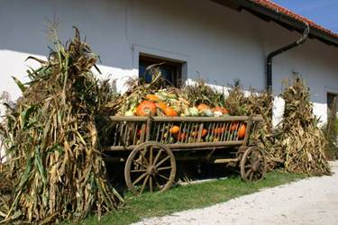 strahci iz buč, noč čarovnic, voz buč, buče na vozu, razstava buč, okrasne buče