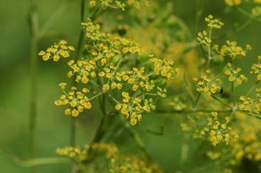 Pastinaca sativa var. fleischmanni, Andrej Fleischmann