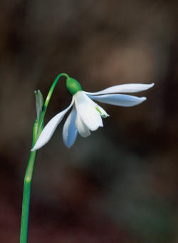 G.nivalis ‘Orlicocvetni’