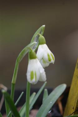 Navadni mali zvonček, Galanthus nivalis, zvonček, zvončki, botanični vrt