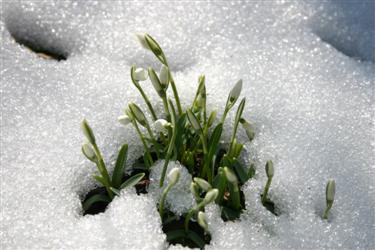 Navadni mali zvonček, Galanthus nivalis, zvonček, zvončki, botanični vrt