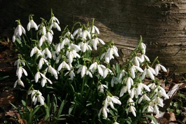 Navadni mali zvonček, Galanthus nivalis, zvonček, zvončki, botanični vrt