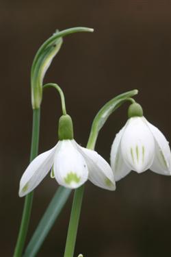 Navadni mali zvonček, Galanthus nivalis, zvonček, zvončki, botanični vrt