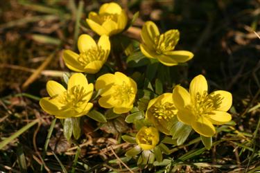 jarica, Eranthis hyemalis, botanični vrt