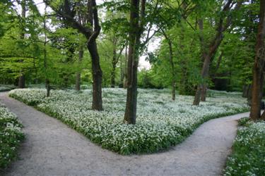 arboretum, botanični vrt, čemaž, Allium ursinum