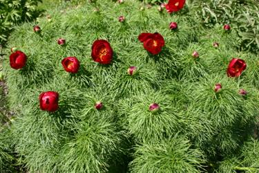 Ozkolistna potonika, Paeonia tenuifolia, botanični vrt