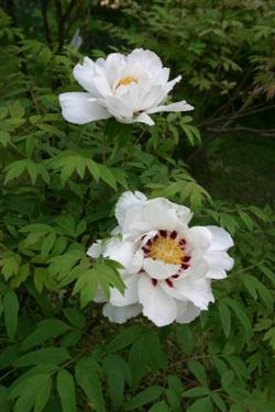 Rockova potonika, Paeonia rockii, botanični vrt