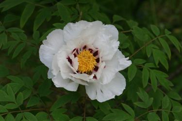 Rockova potonika, Paeonia rockii, botanični vrt