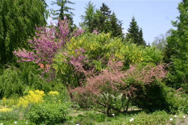 rastlinski sistem, tamariša, Tamarix gallica, nagnoj, Laburnum anagyroides, judeževec, Cercis siliquastrum, botanični vrt