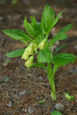 Scopolia carniolica f. hladnikiana, botanični vrt