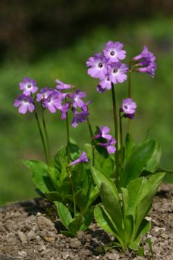 Kranjski jeglič, Primula carniola, botanični vrt