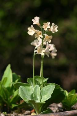 Idrijski jeglič, Primula x venusta, botanični vrt