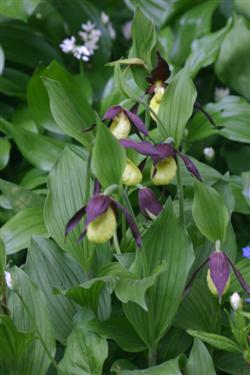 Lepi čeveljc, Cypripedium calceolus, botanični vrt, ohranjanje rastlinskih vrst