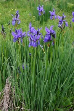 Kojniška perunika, Iris sibirica subsp. erirrhiza, botanični vrt