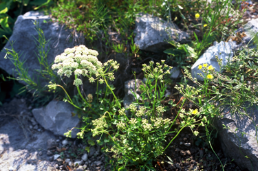 Hladnikia pastinacifolia, hladnikija, botanični vrt, rodoslovni endemit, endemit