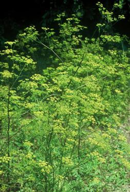 Pastinaca sativa var. fleischmanni, fleischmannov rebrinec, botanični vrt, ohranjanje vrst