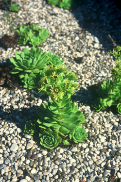 Juvanov netresk, Sempervivum juvanii, juvan, botanični vrt