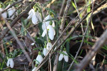 Galanthus nivalis, v Istri