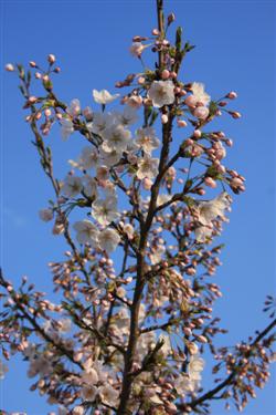 Japonske češnje spomladi  2010, japonske češnje, japonska češnja