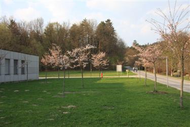 Japonske češnje, spomladi  2010, biološko središče, večna pot