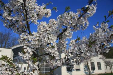  Japonske češnje, spomladi  2010, biološko središče, večna pot