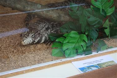 Tupinambis merianae, (argentinski črnobeli tegu)