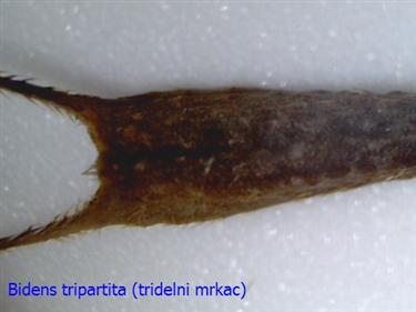 Bidens tripartita (tridelni mrkac)
