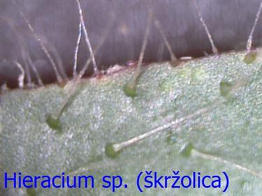 Hieracium sp. (&scaron;kržolica)