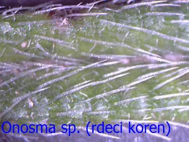 Onosma sp. (rdeci koren)