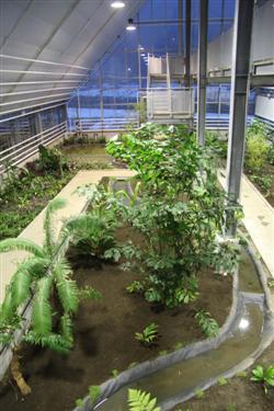 tropski rastlinjak, tropske rastline, tropski gozd, tropski deževni gozd, deževni gozd, rastlinjak