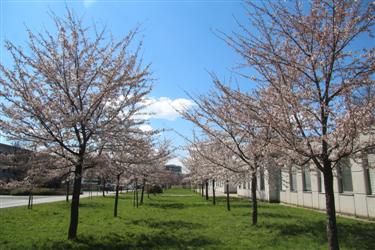 japonske češnje, nasad japonskih češenj, cvetoče češnje, cvetoče japonske češnje