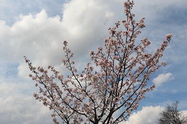 japonske cesnje, nasad japonskih cesenj, novi botanicni vrt