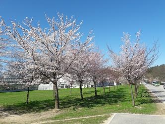 japonske cesnje, nasad japonskih cesenj, novi botanicni vrt