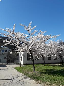 japonske cesnje, nasad japonskih cesenj, novi botanicni vrt