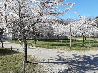 japonske cesnje, nasad japonskih cesenj, novi botanicni vrt