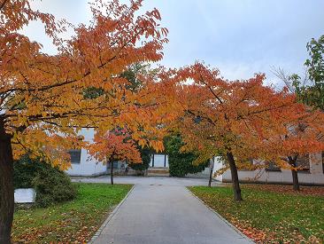 Japonske češnje jeseni