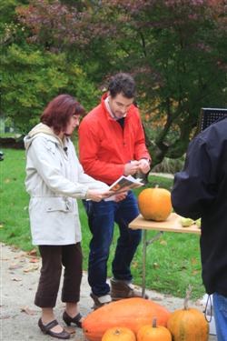 dobro jutro, buče, semena, plodovi, halloween, strahci, 