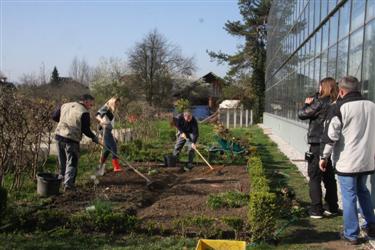 zelenjavni vrt, solata, zelenjava, vrtiček, sajanje zelenjave