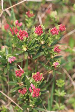 Daphne cneorum subsp. arbuscoloides