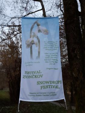 snowdrop festival 2019