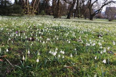 snowdrop festival