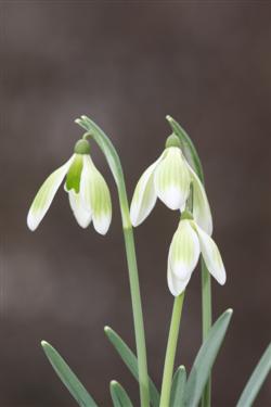 galanthus nivalis forms, snowdrops forms, snowdrop form, special snowdrop, rare snowdrop, rare galanthus