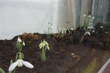 galanthus nivalis forms, snowdrops forms, snowdrop form, special snowdrop, rare snowdrop, rare galanthus