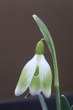 galanthus nivalis forms, snowdrops forms, snowdrop form, special snowdrop, rare snowdrop, rare galanthus